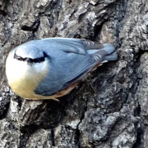 Wood Nuthatch