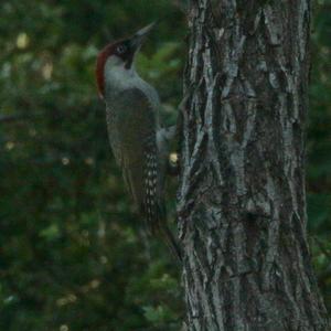 Eurasian Green Woodpecker