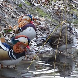 Mandarin Duck