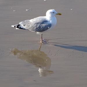 Herring Gull