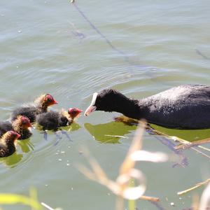 Common Coot