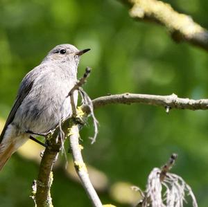 Black Redstart