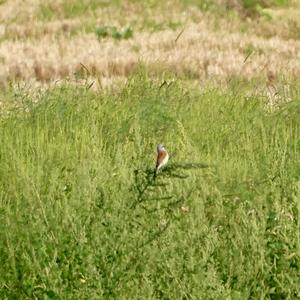 Red-backed Shrike