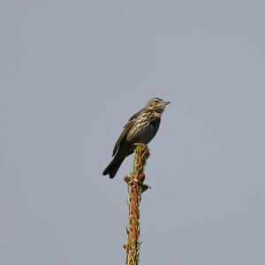 Tree Pipit