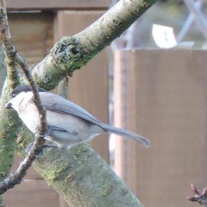 Willow Tit