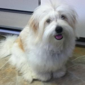 Coton de Tulear