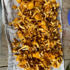 Chanterelle, Common