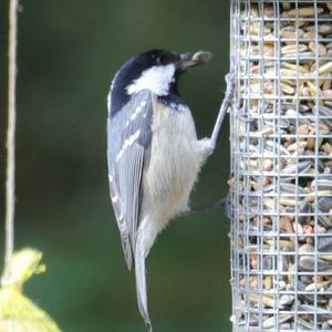 Coal Tit