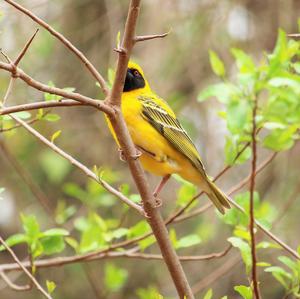 Southern Masked-weaver