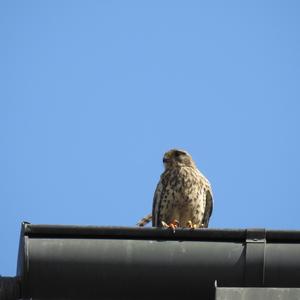 Common Kestrel