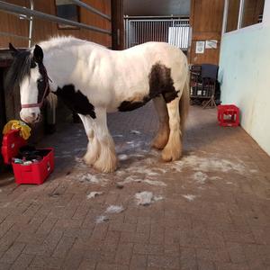 Gypsy Vanner Horse