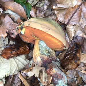 Lurid Bolete