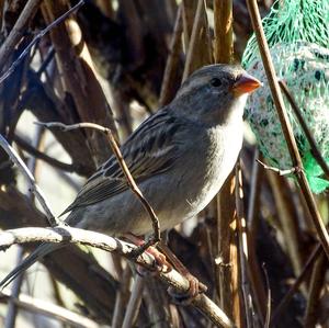 House Sparrow