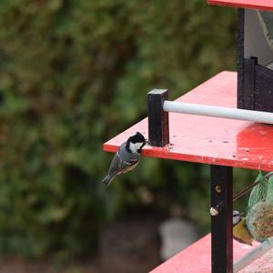 Coal Tit