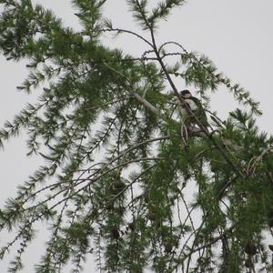 Great Spotted Woodpecker