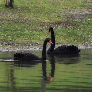 Black Swan