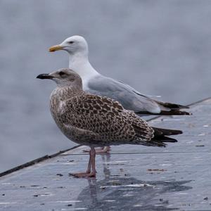 Herring Gull