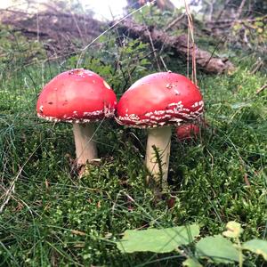 Fly Agaric