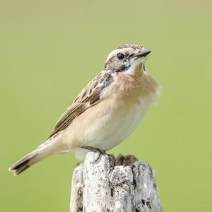 Whinchat