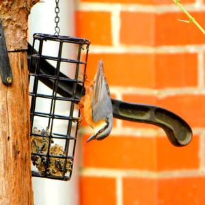 Wood Nuthatch