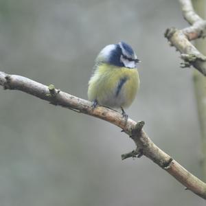 Blue Tit