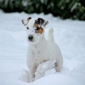 Parson Russell Terrier