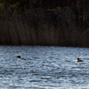 Common Merganser