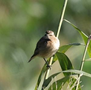 Whinchat