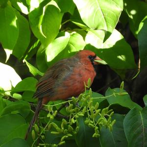 Northern Cardinal