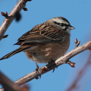 Rock Bunting