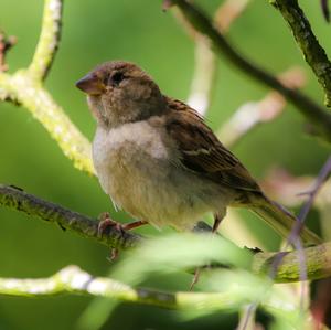 House Sparrow