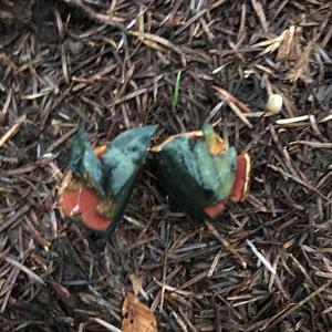 Dotted-stem Bolete