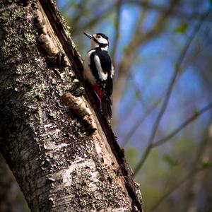 Great Spotted Woodpecker