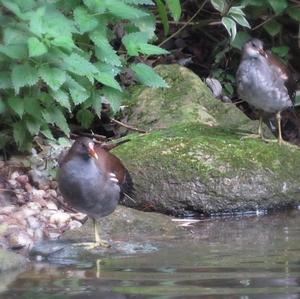 Common Moorhen