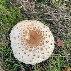 Unknown Species