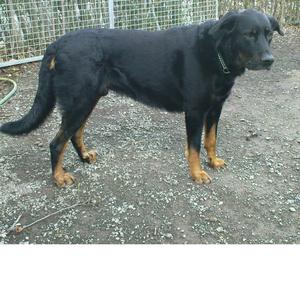 Beauceron