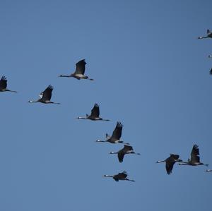 Common Crane