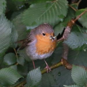 European Robin