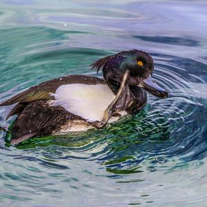 Tufted Duck