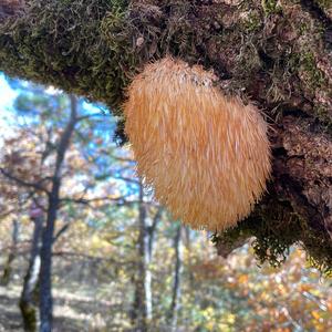 Straight-branched Coral