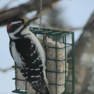 Hairy Woodpecker