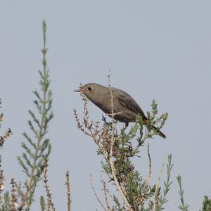 Black Redstart