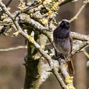 Black Redstart