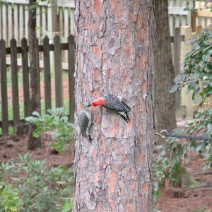 Red-bellied Woodpecker