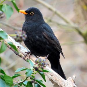 Eurasian Blackbird