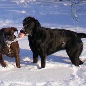 Unknown Breed