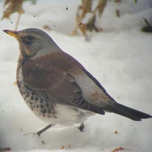 Fieldfare