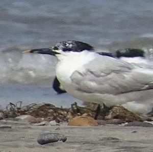 Sandwich Tern