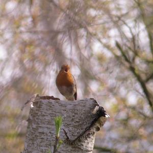 European Robin