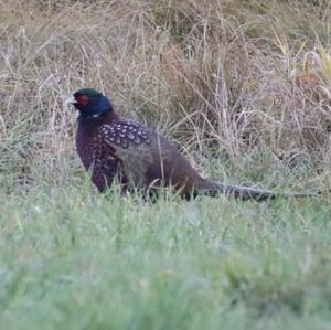 Common Pheasant